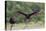 Turkey Vulture (Cathartes Aura) Landing, in Flight-Larry Ditto-Premier Image Canvas