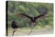 Turkey Vulture (Cathartes Aura) Landing, in Flight-Larry Ditto-Premier Image Canvas