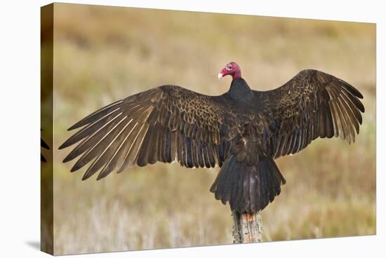 Turkey Vulture (Cathartes Aura) Warming in Morning Sun, Texas, USA-Larry Ditto-Premier Image Canvas