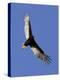 Turkey Vulture Soars Against a Cloudless Sky in Carmel-null-Premier Image Canvas