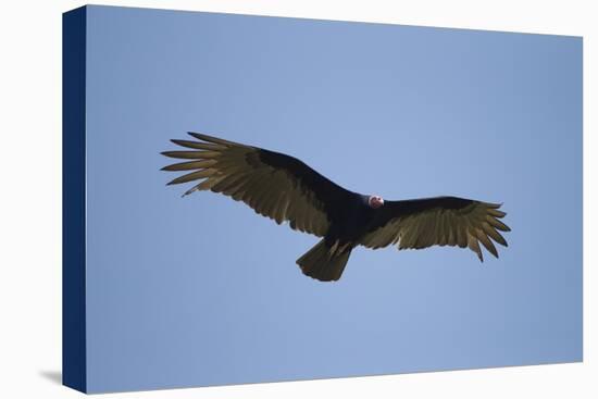 Turkey Vulture-Joe McDonald-Premier Image Canvas