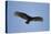 Turkey Vulture-Joe McDonald-Premier Image Canvas