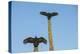 Turkey vultures on Cardon cacti, morning warm-up, San Ignacio, Baja California, Mexico, North Ameri-Tony Waltham-Premier Image Canvas