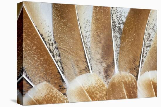 Turkey Wing Feathers Fanned Out-Darrell Gulin-Premier Image Canvas