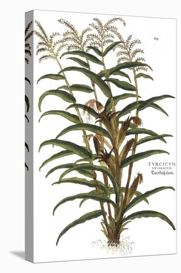 Turkish Corn, 1735-Elizabeth Blackwell-Premier Image Canvas