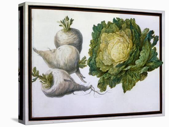 Turnip, Cabbage-Claude Aubriet-Premier Image Canvas
