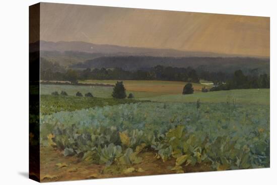 Turnip Field-William Cosens Way-Premier Image Canvas