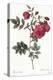 Turnip Roses, Rosa Rapa Flore Semipleno-Pierre Joseph Redoute-Premier Image Canvas