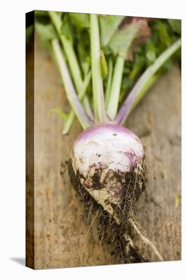 Turnip with Roots and Soil-Foodcollection-Premier Image Canvas