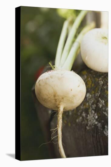 Turnips on Wood-Foodcollection-Premier Image Canvas