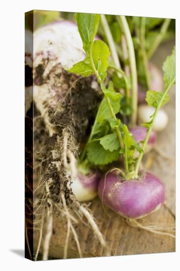 Turnips with Roots, Leaves and Soil-Foodcollection-Premier Image Canvas