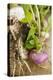 Turnips with Roots, Leaves and Soil-Foodcollection-Premier Image Canvas