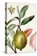 Turpin Tropical Fruit IX-Turpin-Stretched Canvas