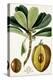 Turpin Tropical Fruit VI-Turpin-Stretched Canvas