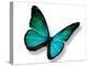 Turquoise Butterfly-suns_luck-Premier Image Canvas
