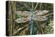 Turquoise Dragonfly-Kirstie Adamson-Premier Image Canvas