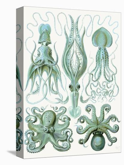 Turquoise Octopus and Squid b-Fab Funky-Stretched Canvas