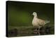 Turtle dove standing at a drinking pool, Hungary, May-Paul Hobson-Premier Image Canvas