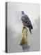 Turtle Dove-Joh Naito-Premier Image Canvas