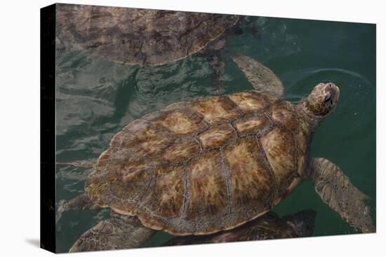 Turtle Farm, Green Sea Turtle, Grand Cayman, Cayman Islands, British West Indies-Lisa S. Engelbrecht-Premier Image Canvas