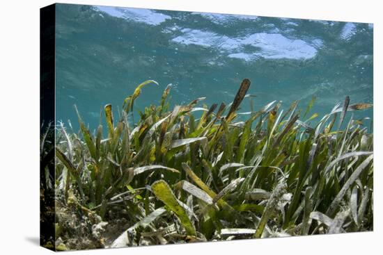 Turtle Grass, Lighthouse Reef, Atoll, Belize-Pete Oxford-Premier Image Canvas