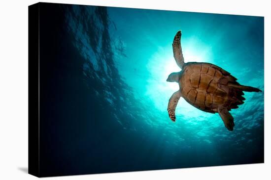 Turtle Swiming over Divers-bcampbell65-Premier Image Canvas