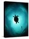 Turtle Swimming-Matthew Oldfield-Premier Image Canvas