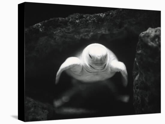 Turtle Without Shell-Henry Horenstein-Premier Image Canvas