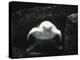 Turtle Without Shell-Henry Horenstein-Premier Image Canvas