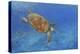 Turtle-Michael Jackson-Premier Image Canvas