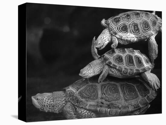 Turtles Underwater-Henry Horenstein-Premier Image Canvas