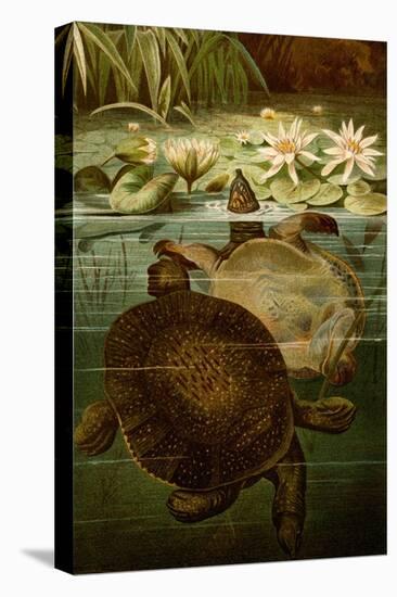 Turtles-F.W. Kuhnert-Stretched Canvas