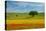 Tuscan field-Marco Carmassi-Premier Image Canvas