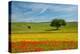 Tuscan field-Marco Carmassi-Premier Image Canvas