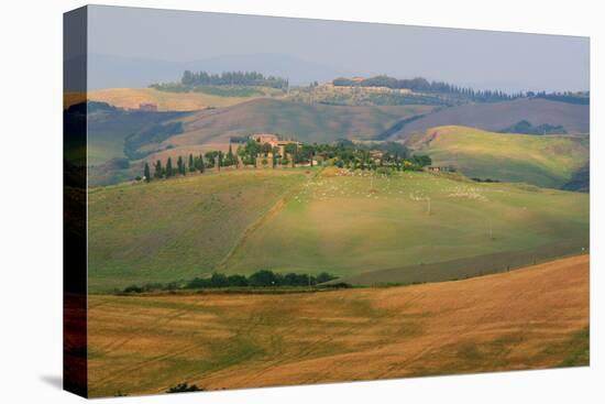 Tuscan Hill Sheep-Robert Goldwitz-Premier Image Canvas