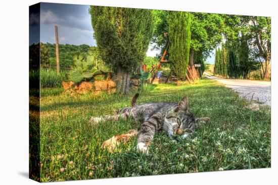 Tuscan Sleepy Cat-Robert Goldwitz-Premier Image Canvas