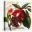 Tuscan Sun Pomegranate-Jennifer Garant-Premier Image Canvas