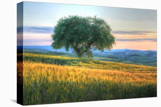 Tuscan Tree Pink Sunset-Robert Goldwitz-Premier Image Canvas