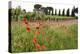 Tuscany, Italy. Red Poppy-Tom Norring-Premier Image Canvas