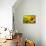 Tuscany Sunflowers-ZoomTeam-Premier Image Canvas displayed on a wall