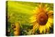 Tuscany Sunflowers-ZoomTeam-Premier Image Canvas