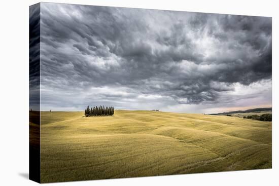 Tuscany, Val D'Orcia, Italy. Cypress Trees in a Yellow Meadow Field with Clouds Gathering-Francesco Riccardo Iacomino-Premier Image Canvas