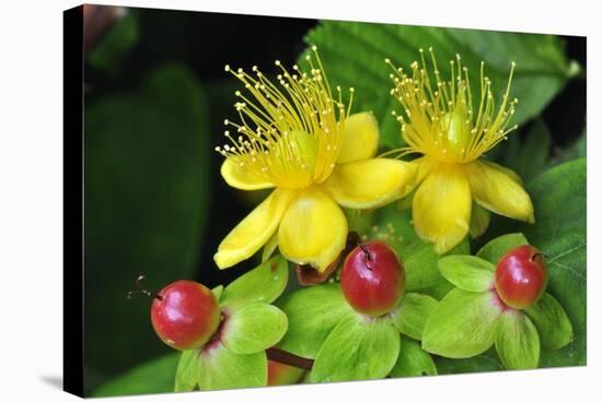 Tutsan Flowers And Fruit-Colin Varndell-Premier Image Canvas