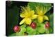 Tutsan Flowers And Fruit-Colin Varndell-Premier Image Canvas