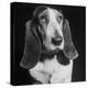 TV Star Dog J. J. Morgan Posing for a "Life" Picture-Walter Sanders-Premier Image Canvas