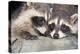 Tw Baby Raccoon-EEI_Tony-Premier Image Canvas