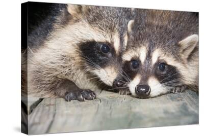 Download Tw Baby Raccoon Photographic Print Eei Tony Art Com