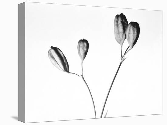 Twig with seed pods-Panoramic Images-Premier Image Canvas