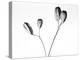 Twig with seed pods-Panoramic Images-Premier Image Canvas