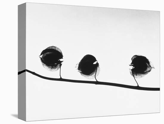 Twig-Panoramic Images-Premier Image Canvas